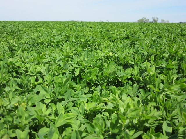 lucerna YellowJacket2.jpg